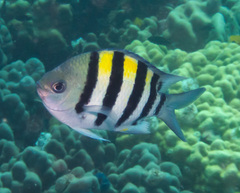 Indo-Pacific Sergeant photo 1