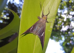 Astraptes
