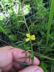 Ludwigia linifolia