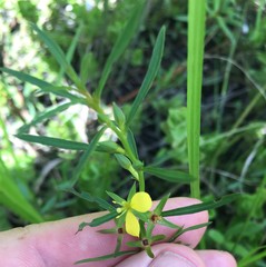 Ludwigia linifolia