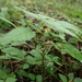 Bulbous Nettle - Photo (c) hakkahamushi, some rights reserved (CC BY-NC), uploaded by hakkahamushi