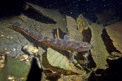 Stone Loach photo 5