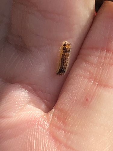 Clemens' False Skeletonizer photo 3