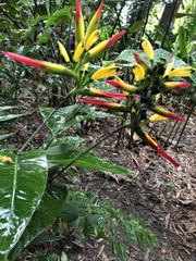 Heliconia hirsuta
