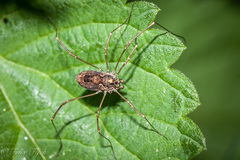 Platybunus pinetorum