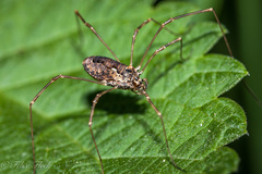 Platybunus pinetorum
