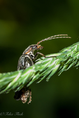 Cantharis obscura