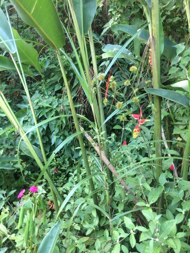 Heliconia rostrata