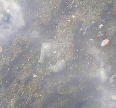 Dolabrifera nicaraguana