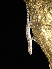 Khasi Hills Bent-Toed Gecko photo 5