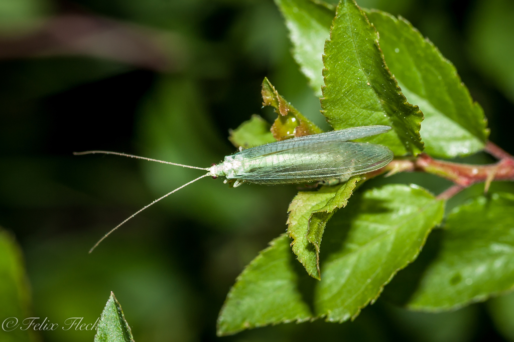 Chrysopidia