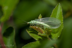 Chrysopidia ciliata