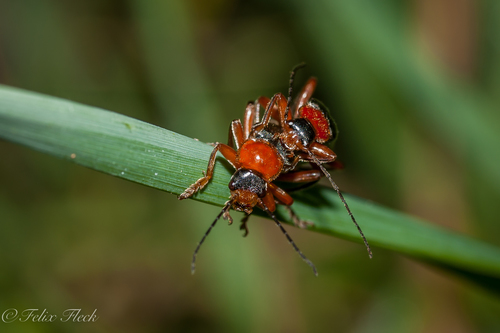 Cantharis pellucida nuotrauka