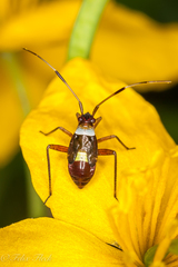 Closterotomus biclavatus