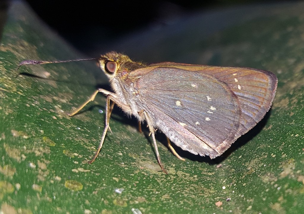 Cymaenes perloides