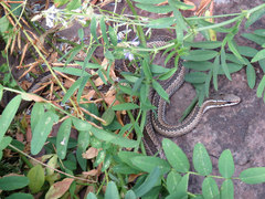 Philodryas chamissonis