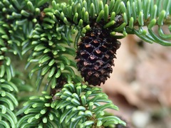 Picea jezoensis