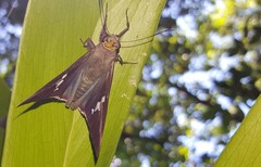 Astraptes