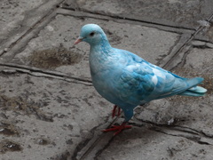 Columba livia domestica
