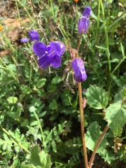 Phacelia campanularia