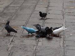 Columba livia domestica