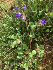 Phacelia campanularia