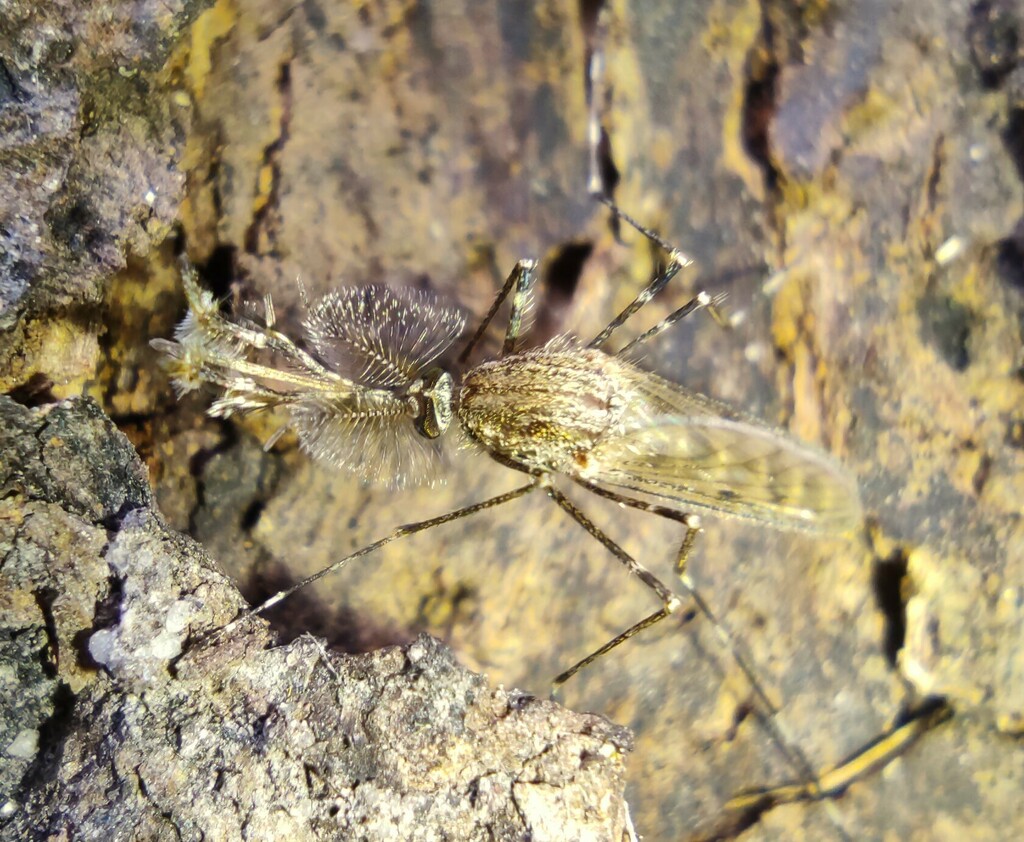 Mosquitoes In August 2023 By Pawel717 INaturalist   Large 