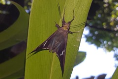 Astraptes