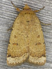 Abagrotis benjamini
