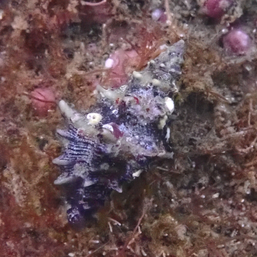 Muricopsis zeteki, 2023-09-24