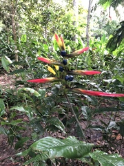Heliconia hirsuta