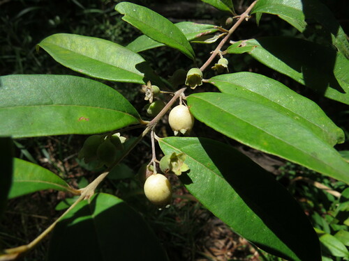 Rhodomyrtus trineura observed 2014-01-26