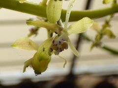 Epidendrum cylindrostachys