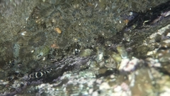 Abudefduf concolor