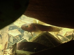 Dusky Sleeper photo 5