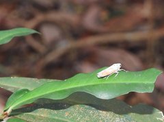 Bothrogonia ferruginea