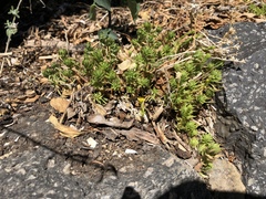Sedum mexicanum