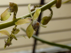 Epidendrum cylindrostachys