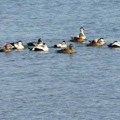 Somateria mollissima