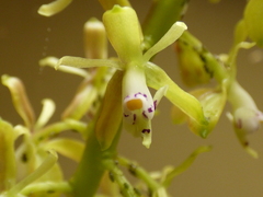 Epidendrum cylindrostachys