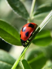 Coccinella septempunctata