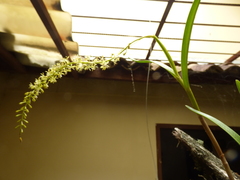 Epidendrum cylindrostachys