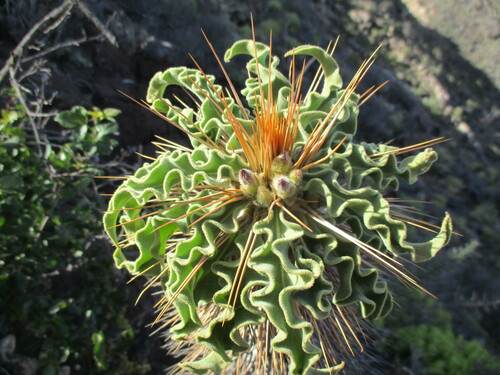 Pachypodium namaquanum