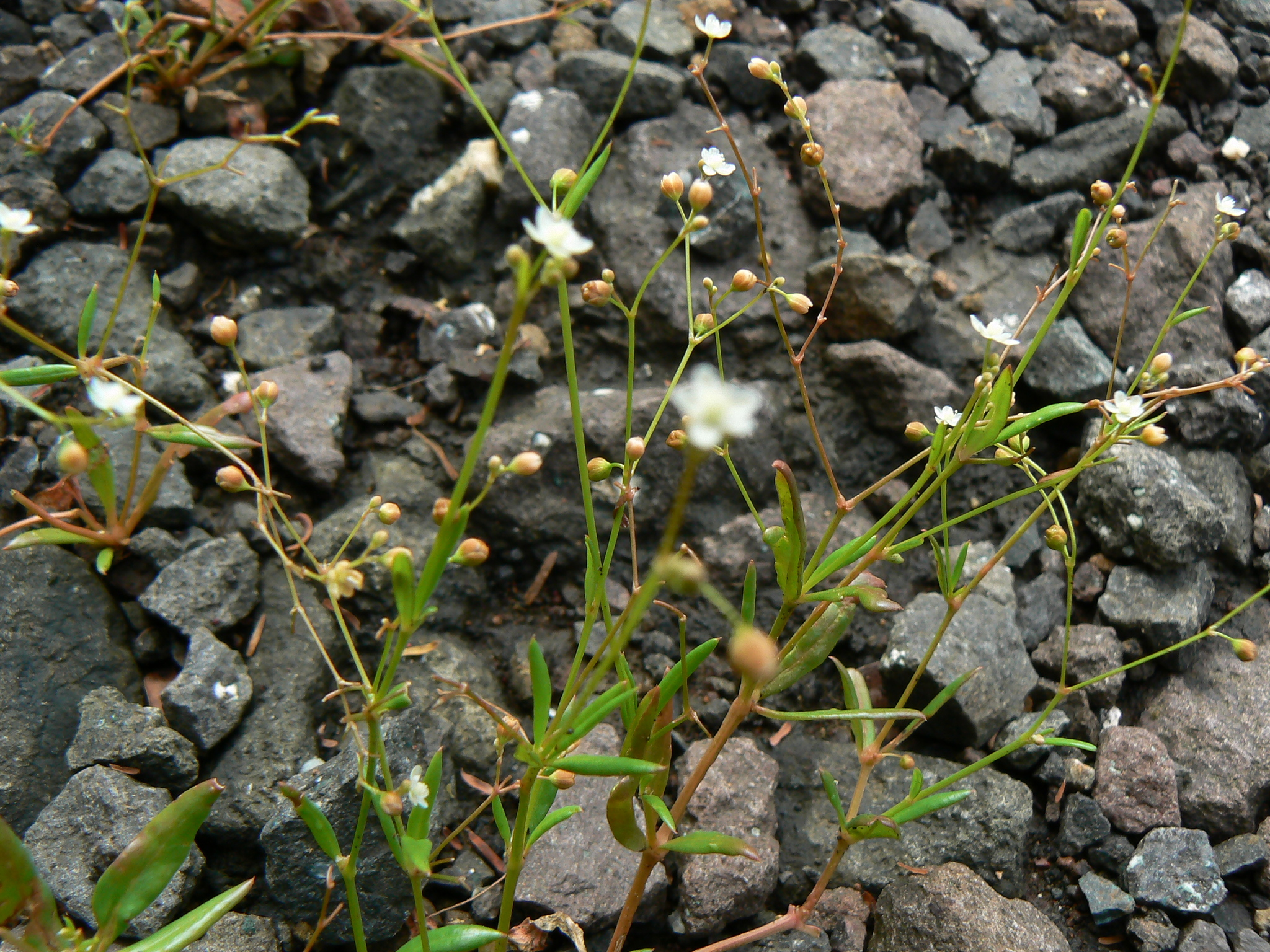 Trigastrotheca pentaphylla (L.) Thulin