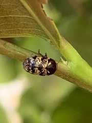 Cryptocephalus irroratus