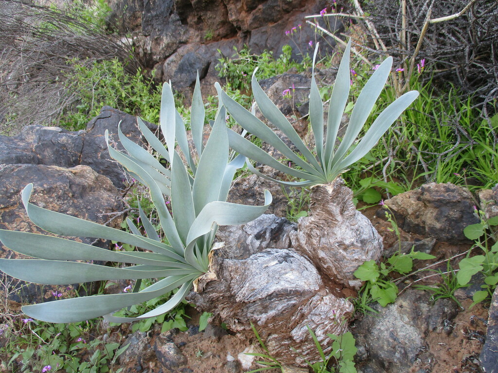 Oxbane Brush Oxbane from Karas Region, Namibia on September 2, 2023 at 09:17 ...
