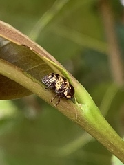 Cryptocephalus irroratus