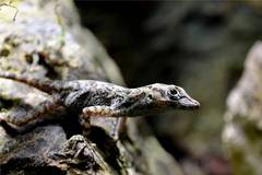 Alvarez Del Toro's Anole photo 4