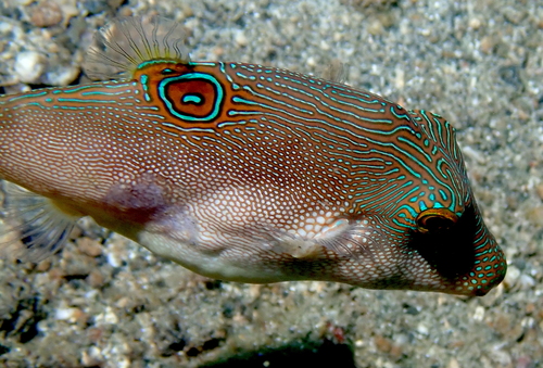 Canthigaster compressa