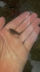 Epinephelus labriformis